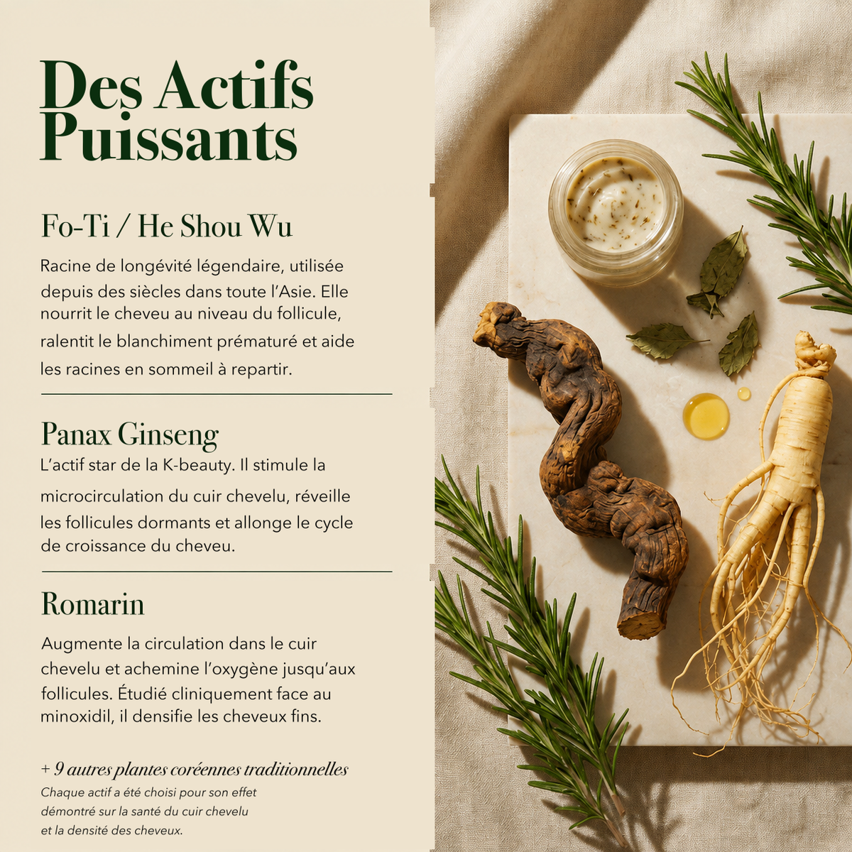 Les actifs : Fo-Ti, ginseng, romarin