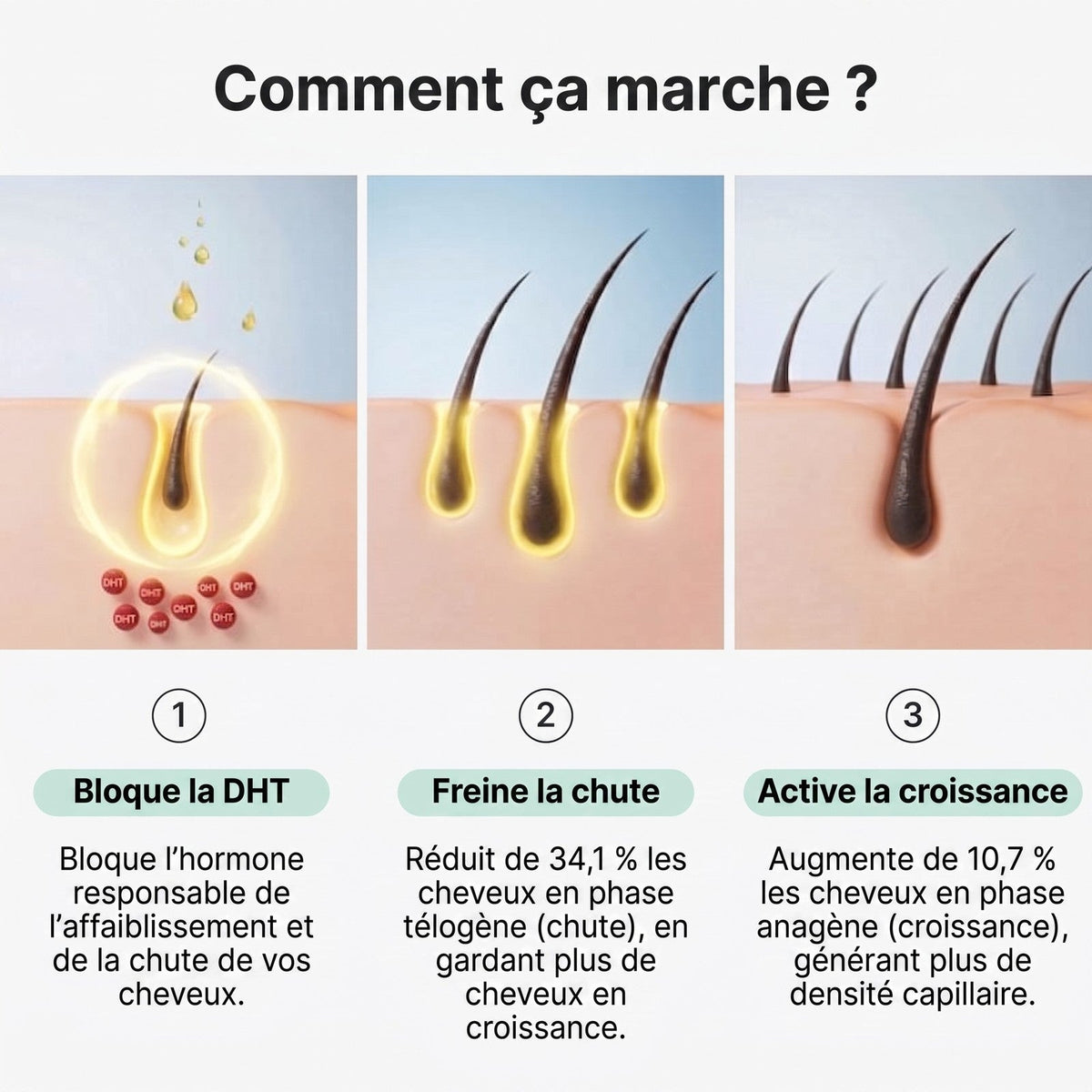 Comment ça marche : bloque la DHT, freine la chute, active la croissance